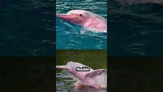 PART 7 - Pink Dolphin | Amazon River Dolphin: Mysterious Pink | Mystical Swimmer | Unique Species