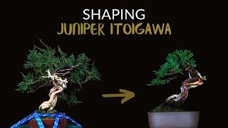 Shaping Junípero Itoigawa Shohin bonsai