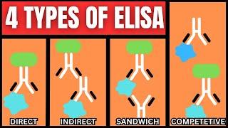 4 Types of ELISA (Direct, Indirect, Sandwich, Competitive)