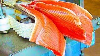 Suka Ikan?  Inilah Pengolahan Ikan Salmon di Industri Modern dan Canggih