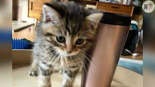 Stray Kitten Discovers Warmth and Care in Foster Home