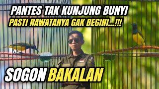 Rawatan Burung SOGON Bakalan || Pemula JAMIN Langsung PAHAM ‼️