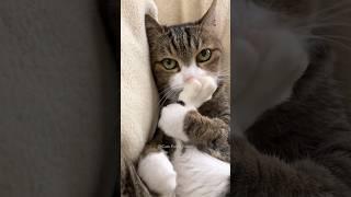 #14 Funny Cat videos  #meowing #memes