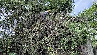 Horrifying House With Giant Tree Roots That Pierce Walls | Clean Up Abandoned House Covered in Trees