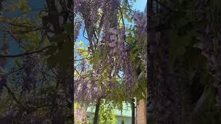 Цветение глицинии #цветы #flowers #садоводничество #сад #глициния #лианы