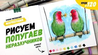 Как нарисовать попугаев неразлучников? / Видео-урок по рисованию маркерами #120