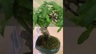 The Tropical Bonsai Inc. Water Jasmine Bonsai Plant