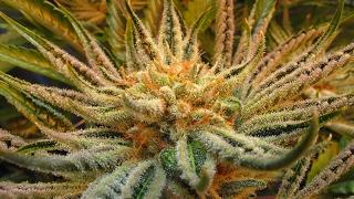 Stick Figure - Legalize It (Medley)