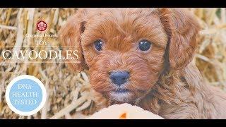 Cavoodle Puppies Australia