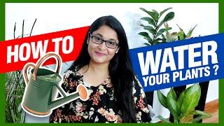 Correct way of Watering House Plants / How to water plants  #gardening #watering #plants