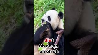 Funny animals #12 : panda#cuteanimal   #cutepanda