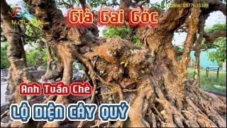 Về vườn Cầu Bía Chợ Đọ bất ngờ cây Sanh già gai góc lần đầu lộ diện của anh Tuấn Chè