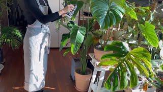 실내 가드닝의 소소한 즐거움, 식물 관리, 물꽂이 번식 ,Indoor gardening in apartments