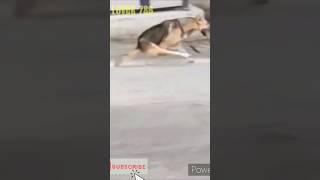 Funny animals moments। Funny videos 2024। Animals lover 786।