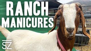 Ranch Manicures: How to Trim Goat & Sheep Hooves