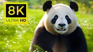 8K WILDLIFE ANIMALS  - THE BEST ANIMALS 8K ULTRA HD / 60FPS