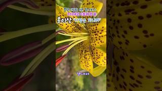 #홍이삭 #사랑은하니까 #꽃향기정원 #6월에피는꽃