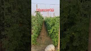 करेला | gor kr lo Garib kisan ki baat pe  #kishan #123kishan #viralshorts #tranding #farming