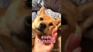 揉ませ上手なお客様 #shibadog #柴犬 #柴犬との暮らし #犬のいる暮らし #豆柴のいる暮らし #豆柴暮らし #柴犬と暮らす #柴ちゃん