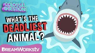 What’s The DEADLIEST Animal on Earth? | COLOSSAL QUESTIONS | Learn #withme