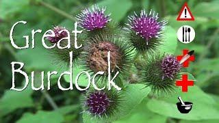 Great Burdock: Edible, Medicinal, Cautions & Other Uses