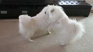 A puppy play session with 3 American Eskimo Dogs