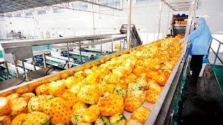 Satisfying Juice Fruit Processing Modern Technology  - Lemon Tipus Pineapple Juice Processing