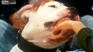 Perro Muerde En La Cara A Presentadora De TV Dogo Argentino