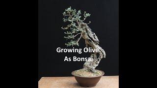 Growing Olive As Bonsai