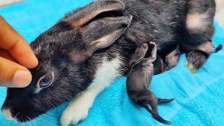 Cute bunnies - Baby rabbits feeding milk | DoDo HosS