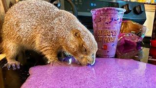 Big Ounce Tries the Grimace Shake… (dies)