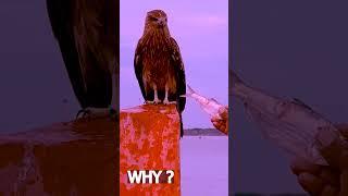 Why Bro?  Hawk vs Eagle Showdown! | Epic Bird Battle | EH Science Club