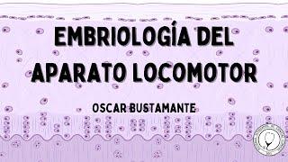 EMBRIOLOGÍA DEL SISTEMA LOCOMOTOR | Sistema Locomotor