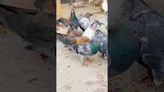 Pigeon lover Dangerous pigeon Qasid pigeon loft #pigeon #ytviral #pigeonhouse #shorts #ytshorts #yt