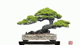 han xuenian bonsai