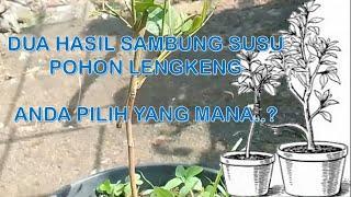 PERBEDAAN HASIL DARI 2 CARA SAMBUNG SUSU POHON LENGKENG