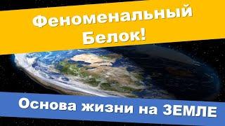 Феноменальный белок - основа жизни на Земле