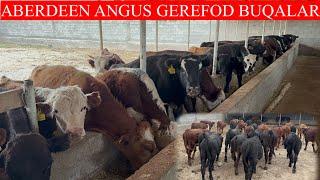 60/BOSH ABERDEEN ANGUS GEREFOD BUZOQLARI KELDI ARZON NARXLARDA