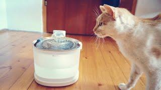 Best Cat Water Fountain 2024? Elfin fountain Unboxing I Review I Test