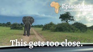 Stand off with a huge bull elephant in Chobe, Bostwana | We're back on the road