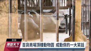 大猩猩遭泰國百貨囚禁30年 鐵籠獨居頻打滾拔毛｜20230402 全球現場漫遊天下