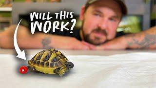 DISABLED BABY TORTOISE GETS WHEELS!