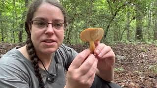 How to find the fish milky cap mushroom, Lactifluus volemus