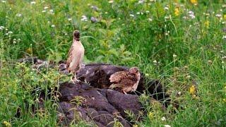 common Quail male / Bater ki Awaaz 2024