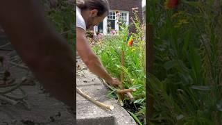 How to make wattle -  #diy