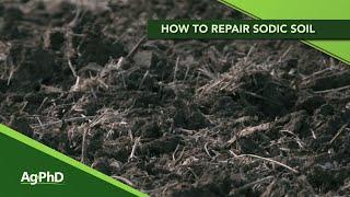 Repairing Sodic Soil (From Ag PhD #1121 - Air Date 9-29-19)