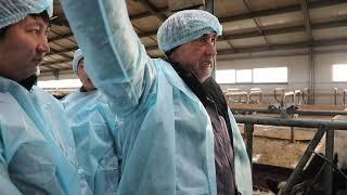 9. Кормовой стол. Видео-урок для фермеров-молочников