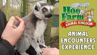 HOO FARM ANIMAL ENCOUNTERS EXPERIENCE |  MEERKAT, SERVALS, LEMURS AND MANY MORE!!