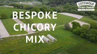 Bespoke Chicory Mix with Jeremy Davis