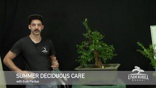 Summer Deciduous Tree Care